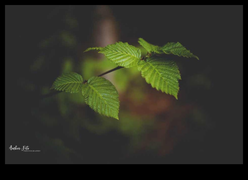 Simfonia peisajului: armonia naturii în fiecare fotografie